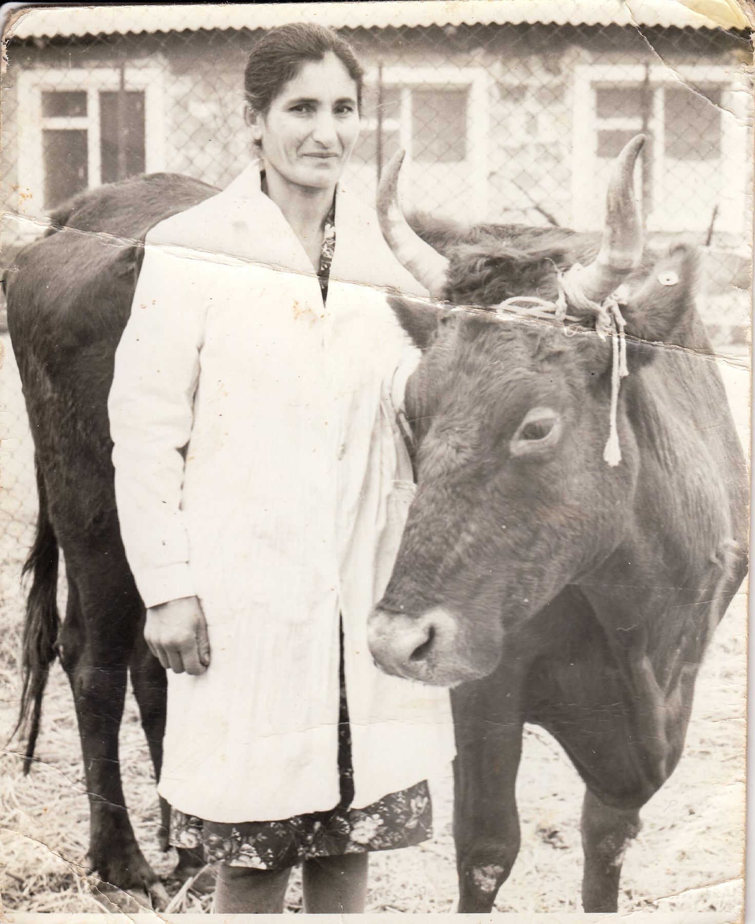 A woman in a white coat stands beside a cow