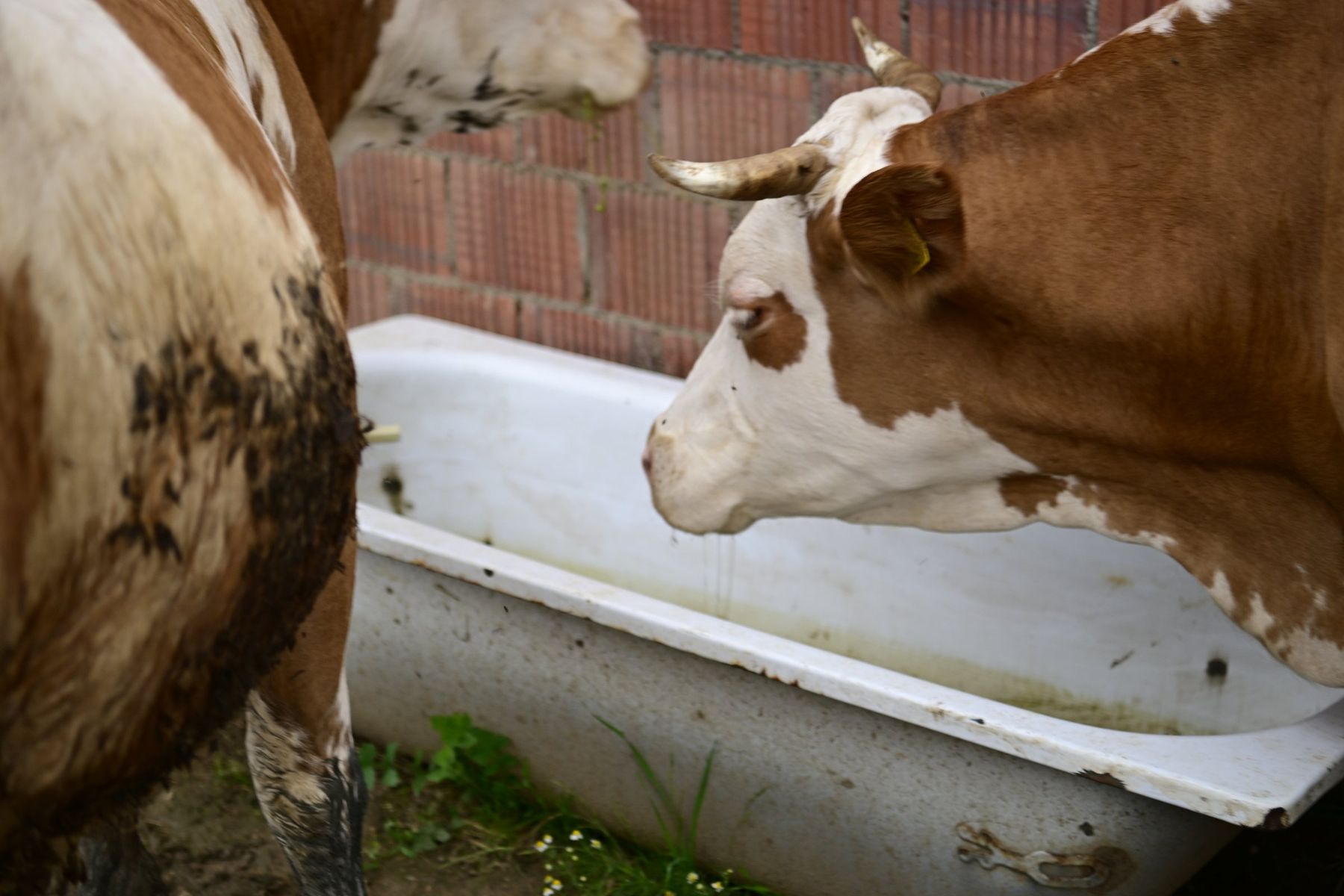 A cow drinks from an old bathtub in a yard