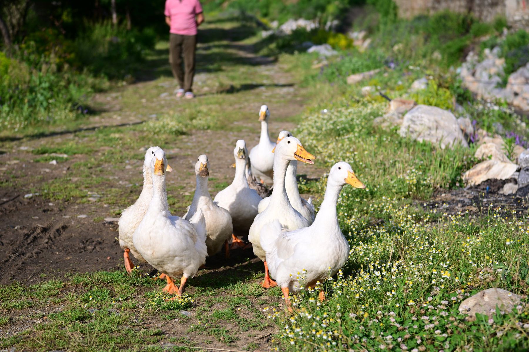 A line of white geese walks across a green field
