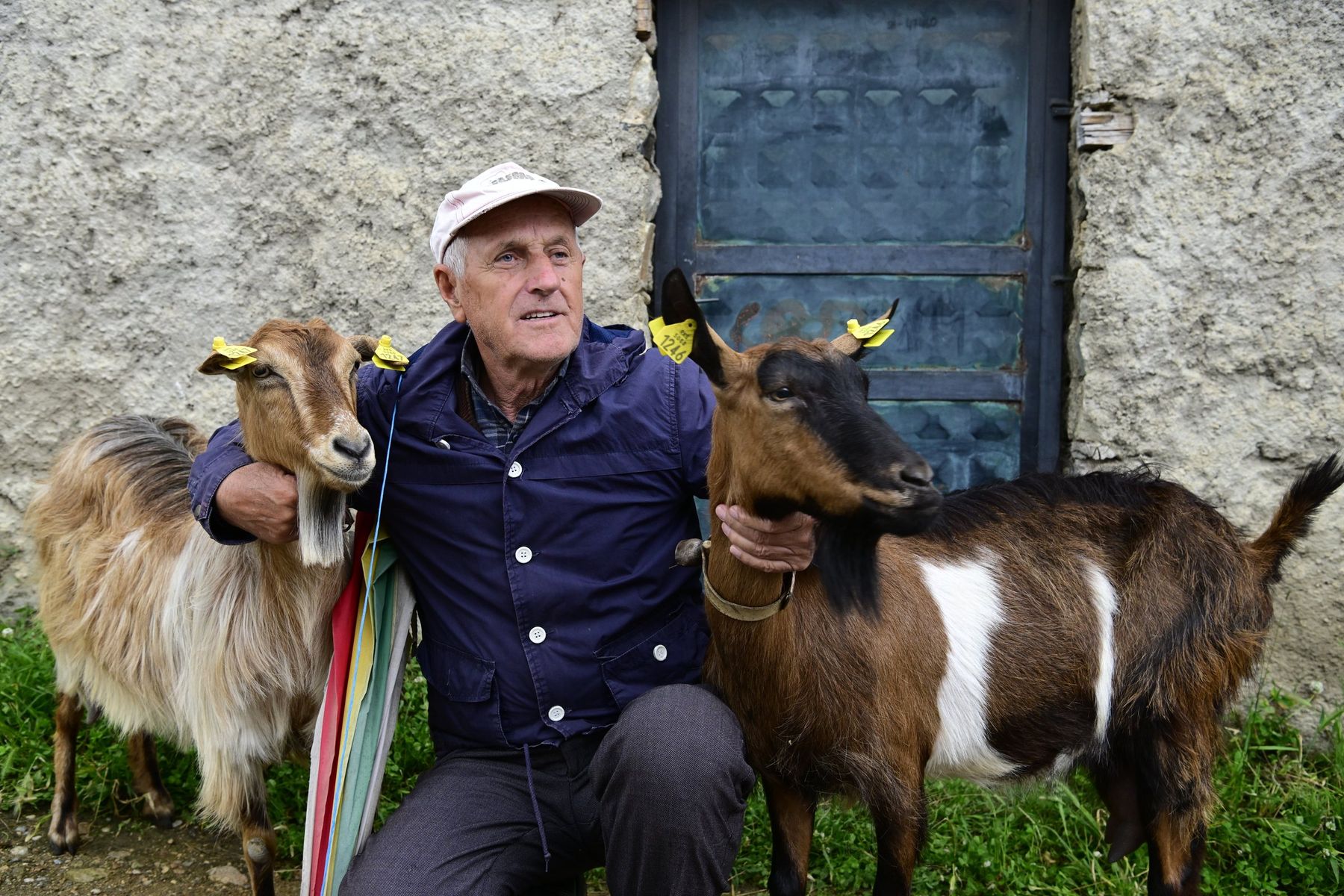 An elderly man crouches between his two goats in front of a blue door
