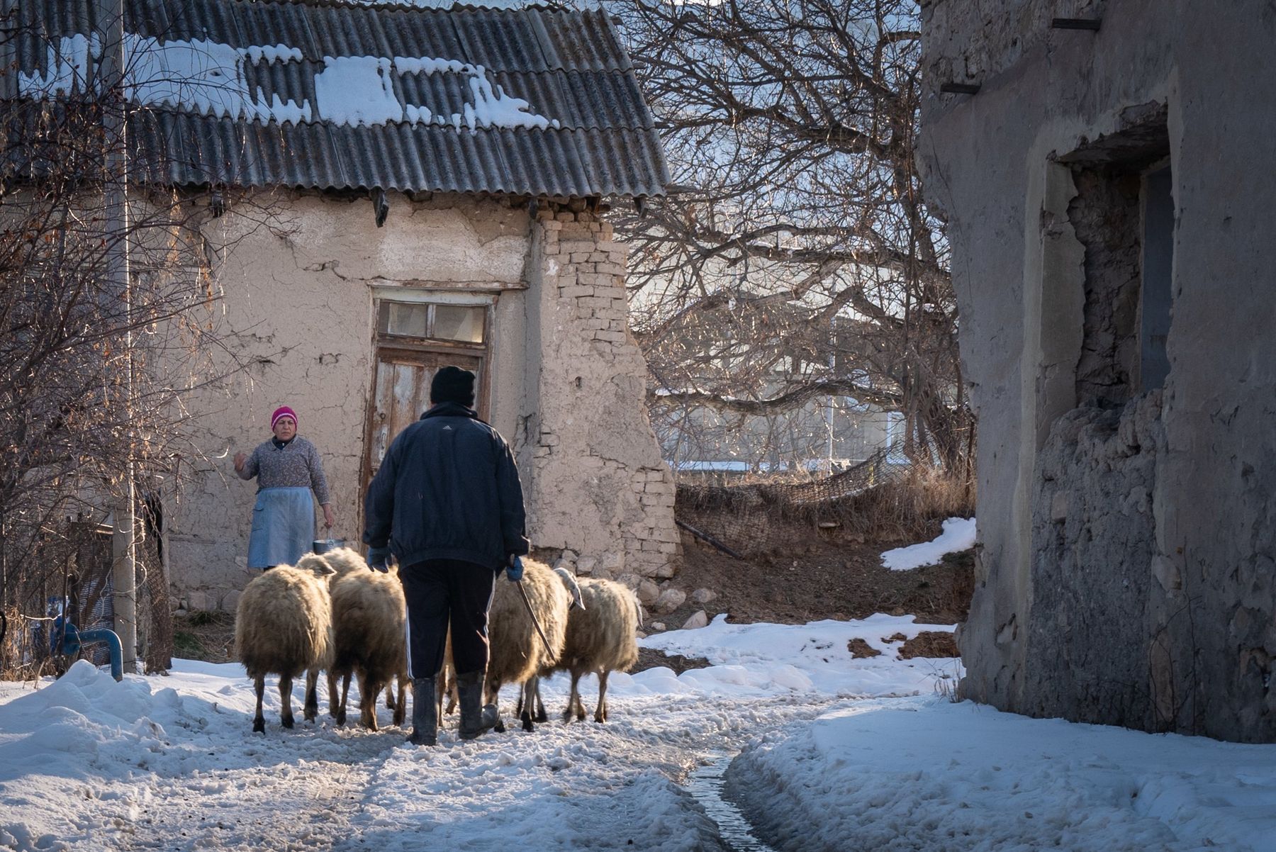 A man walks his sheep down a snowy lane past stone houses